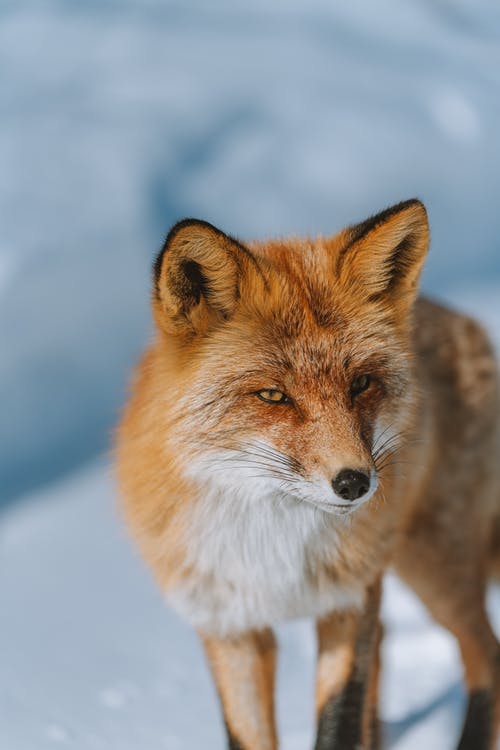 Detail Fox Stock Image Nomer 37