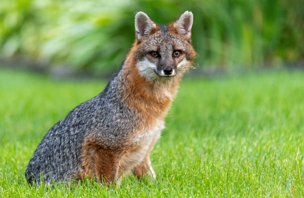Detail Fox Stock Image Nomer 38