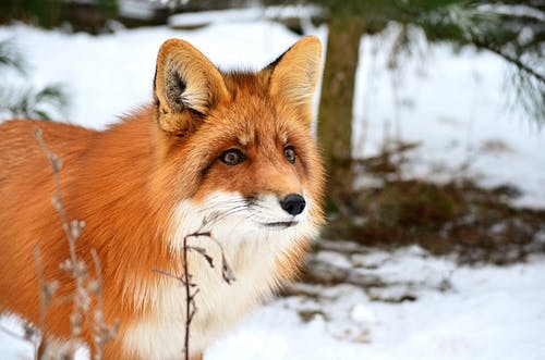 Detail Fox Stock Image Nomer 39