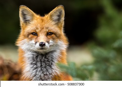 Detail Fox Stock Image Nomer 5