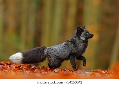 Detail Fox Stock Image Nomer 40