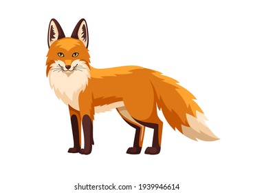 Detail Fox Stock Image Nomer 41