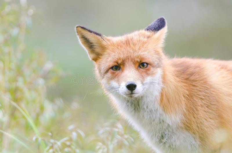 Detail Fox Stock Image Nomer 42