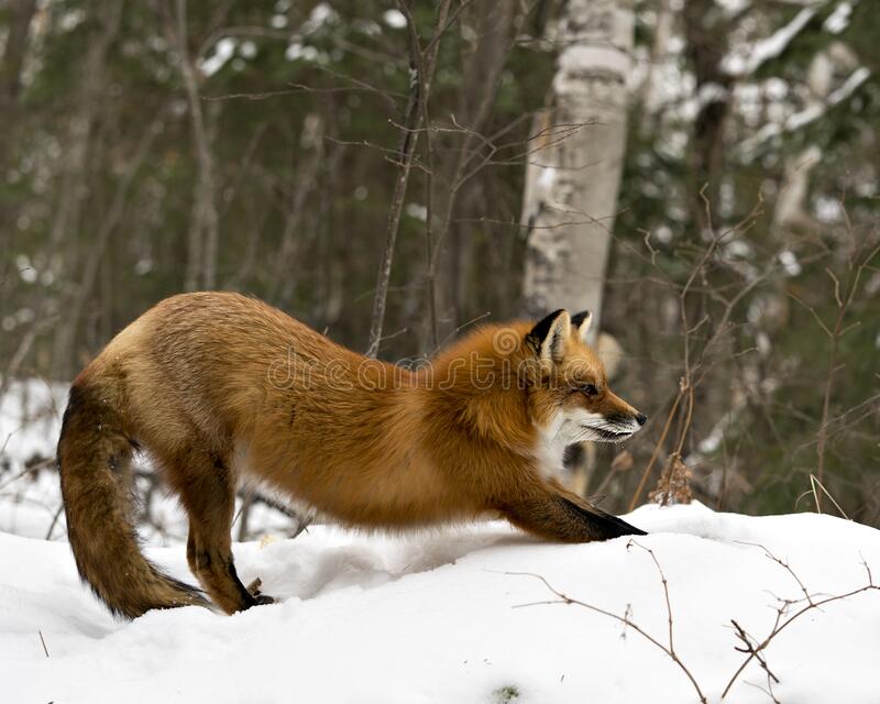 Detail Fox Stock Image Nomer 43