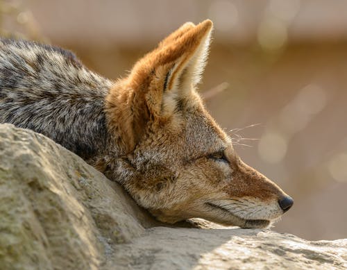 Detail Fox Stock Image Nomer 44