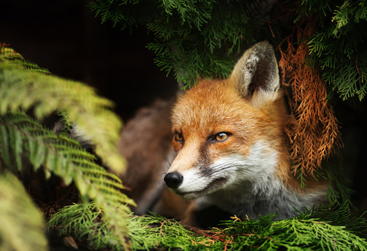 Detail Fox Stock Image Nomer 48