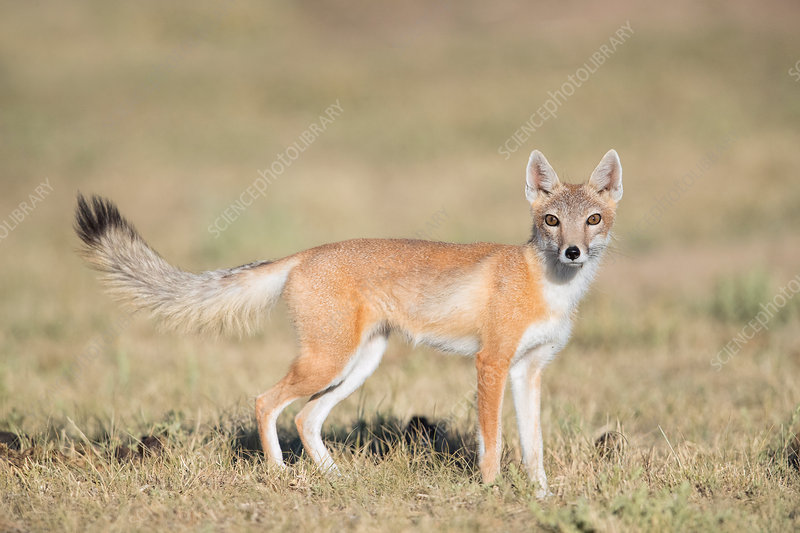 Detail Fox Stock Image Nomer 49