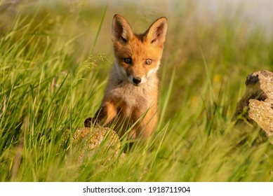 Detail Fox Stock Image Nomer 50