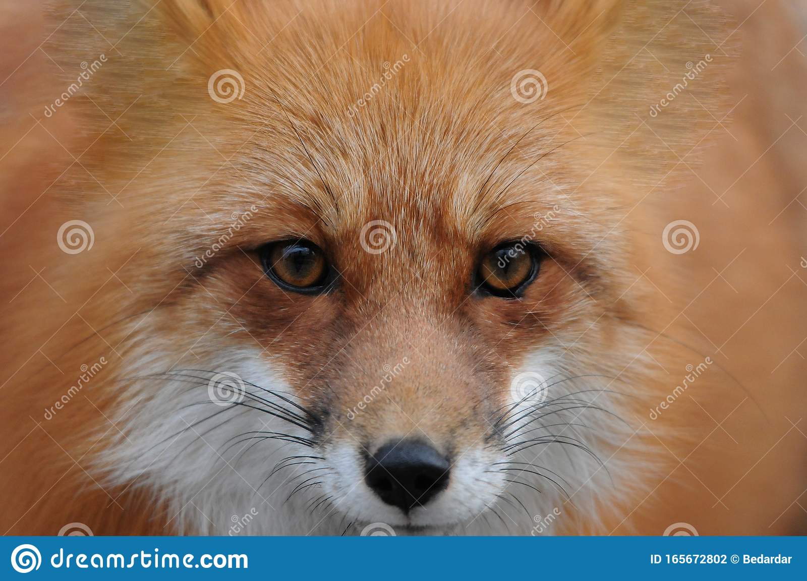 Detail Fox Stock Image Nomer 52
