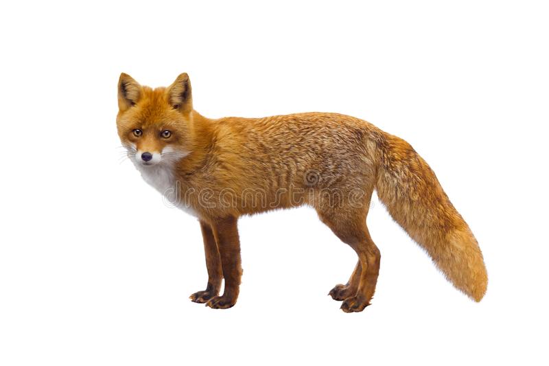Detail Fox Stock Image Nomer 54
