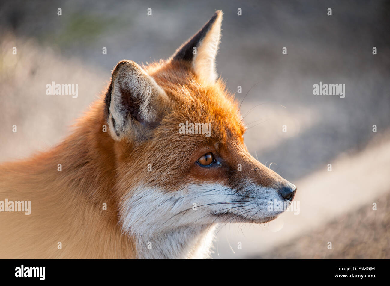 Detail Fox Stock Image Nomer 55
