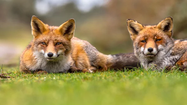 Detail Fox Stock Image Nomer 56