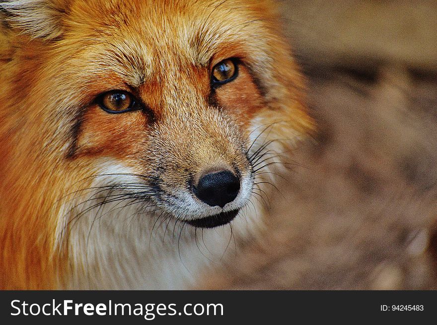 Detail Fox Stock Image Nomer 57