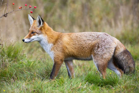 Detail Fox Stock Image Nomer 58
