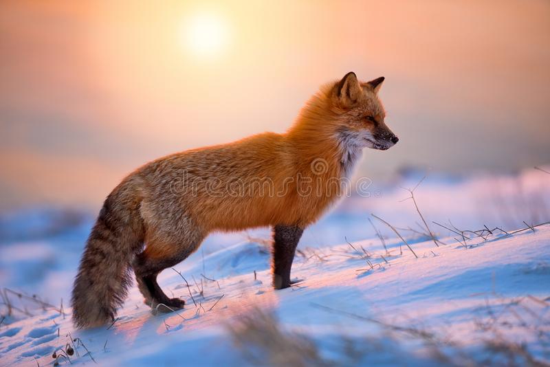 Detail Fox Stock Image Nomer 7