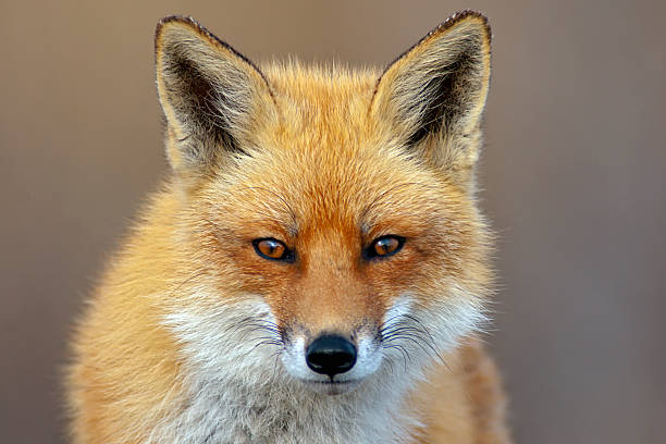 Detail Fox Stock Image Nomer 8
