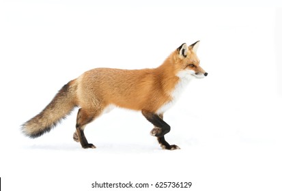 Detail Fox Stock Image Nomer 9