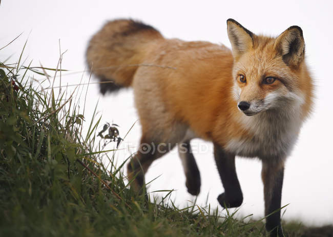 Detail Fox Stock Image Nomer 10