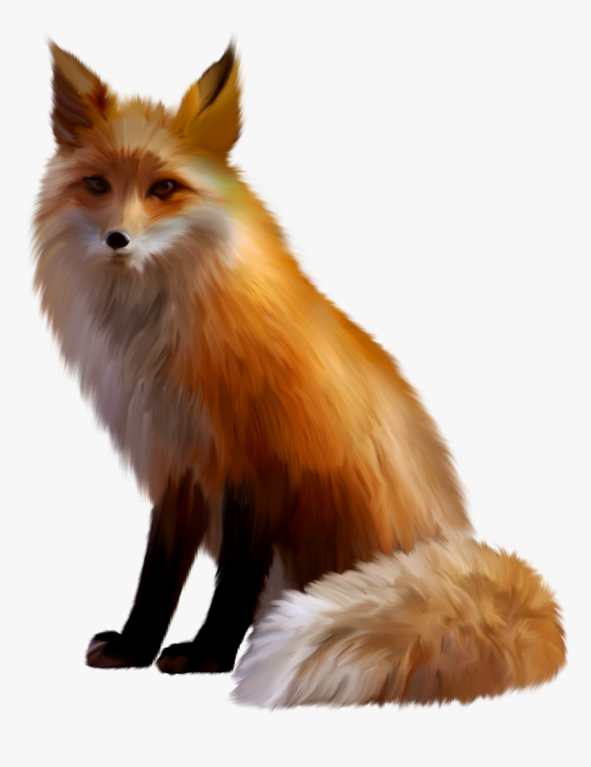 Fox Transparent - KibrisPDR