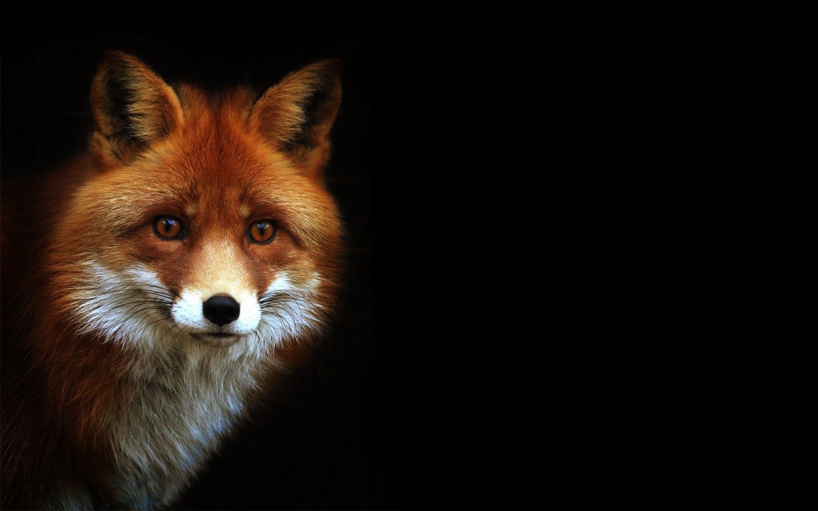 Detail Fox Wallpaper Hd Nomer 28