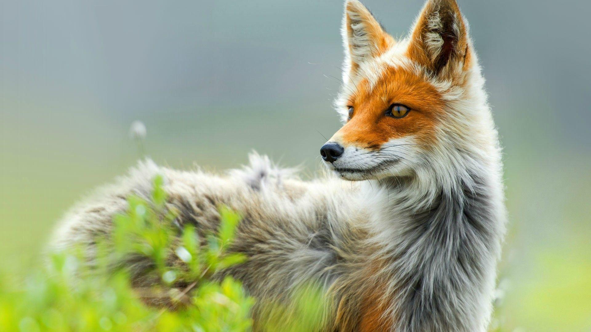 Detail Fox Wallpaper Hd Nomer 33