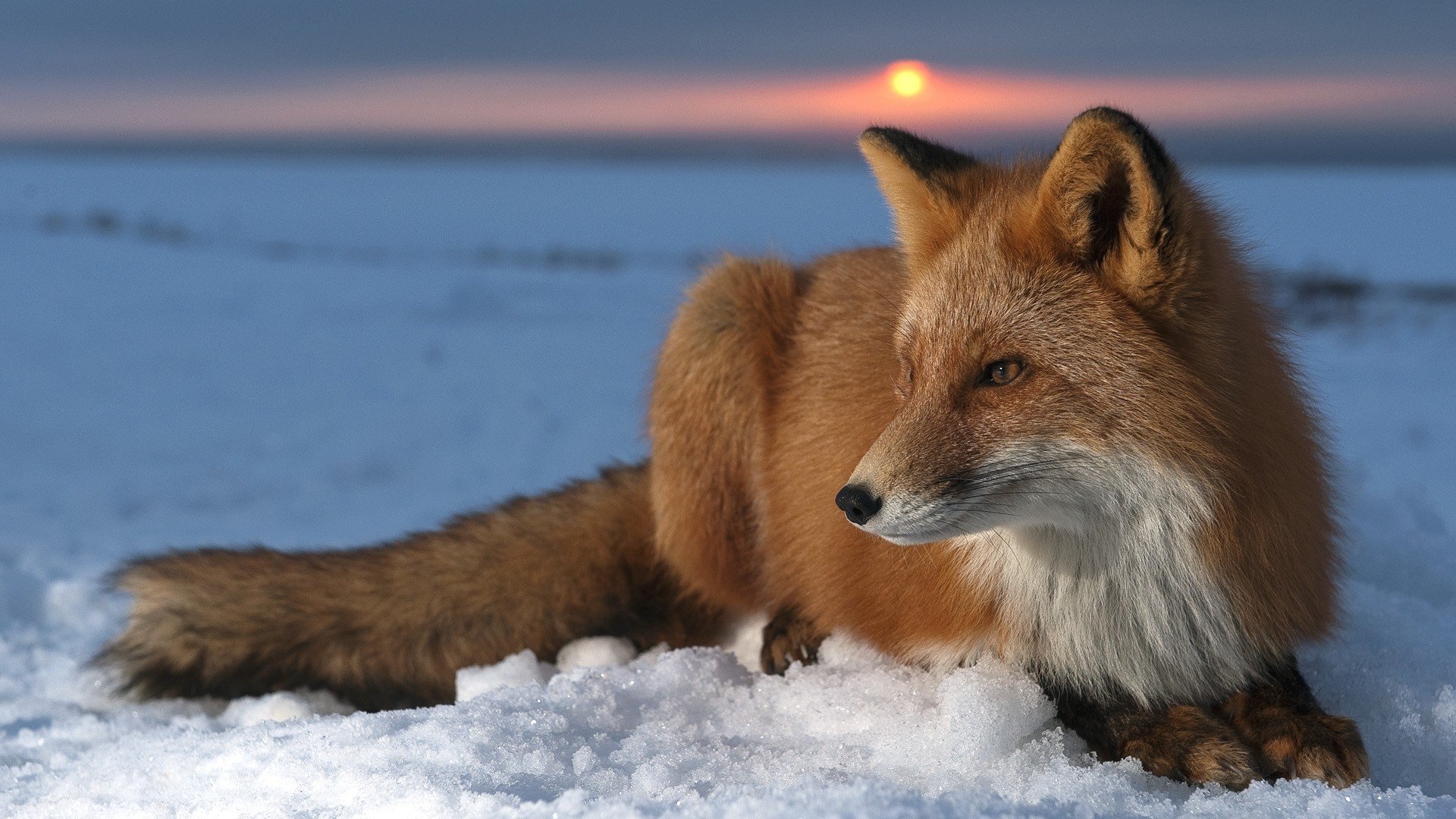 Detail Fox Wallpaper Hd Nomer 5