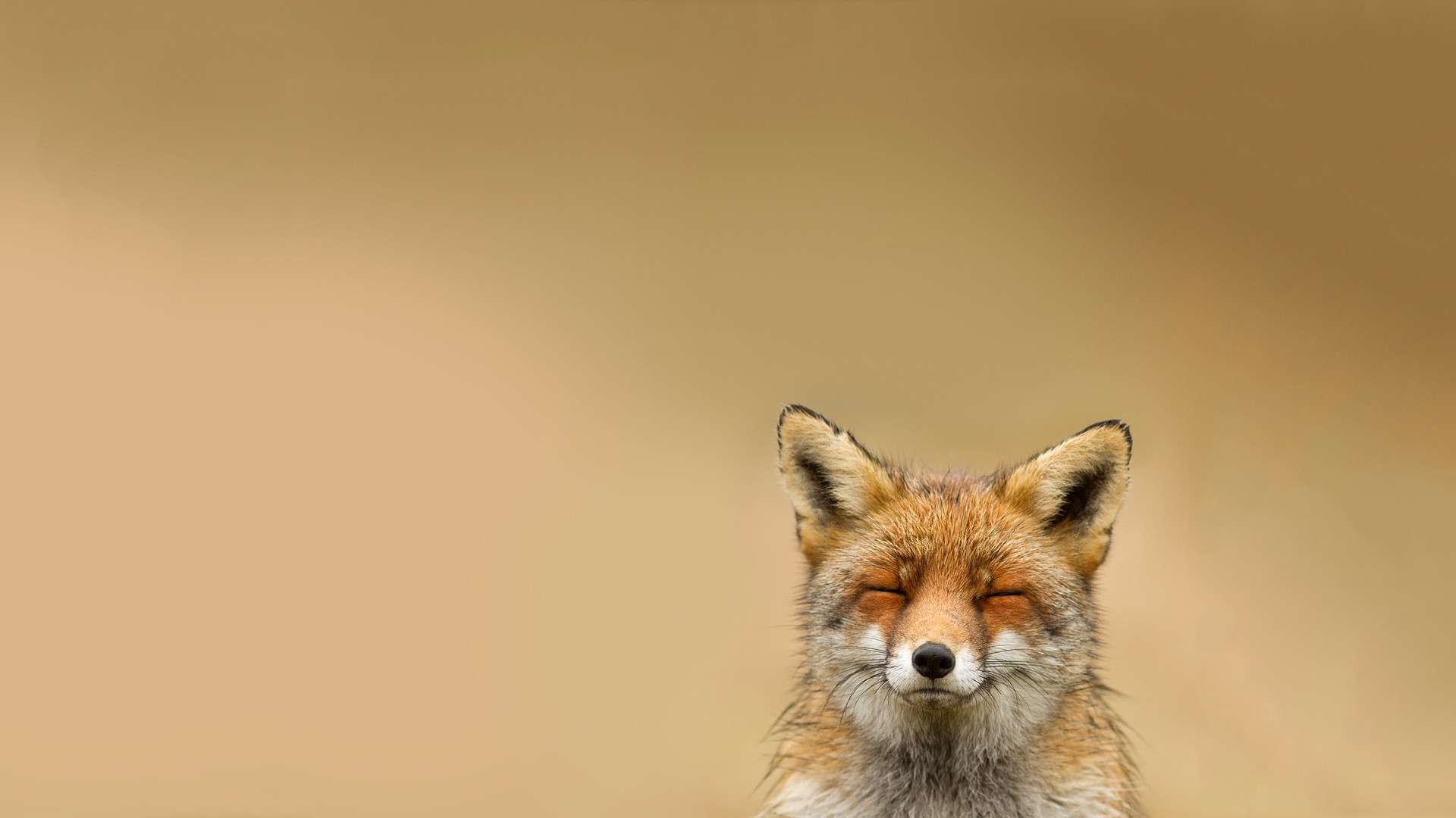 Detail Fox Wallpaper Hd Nomer 43