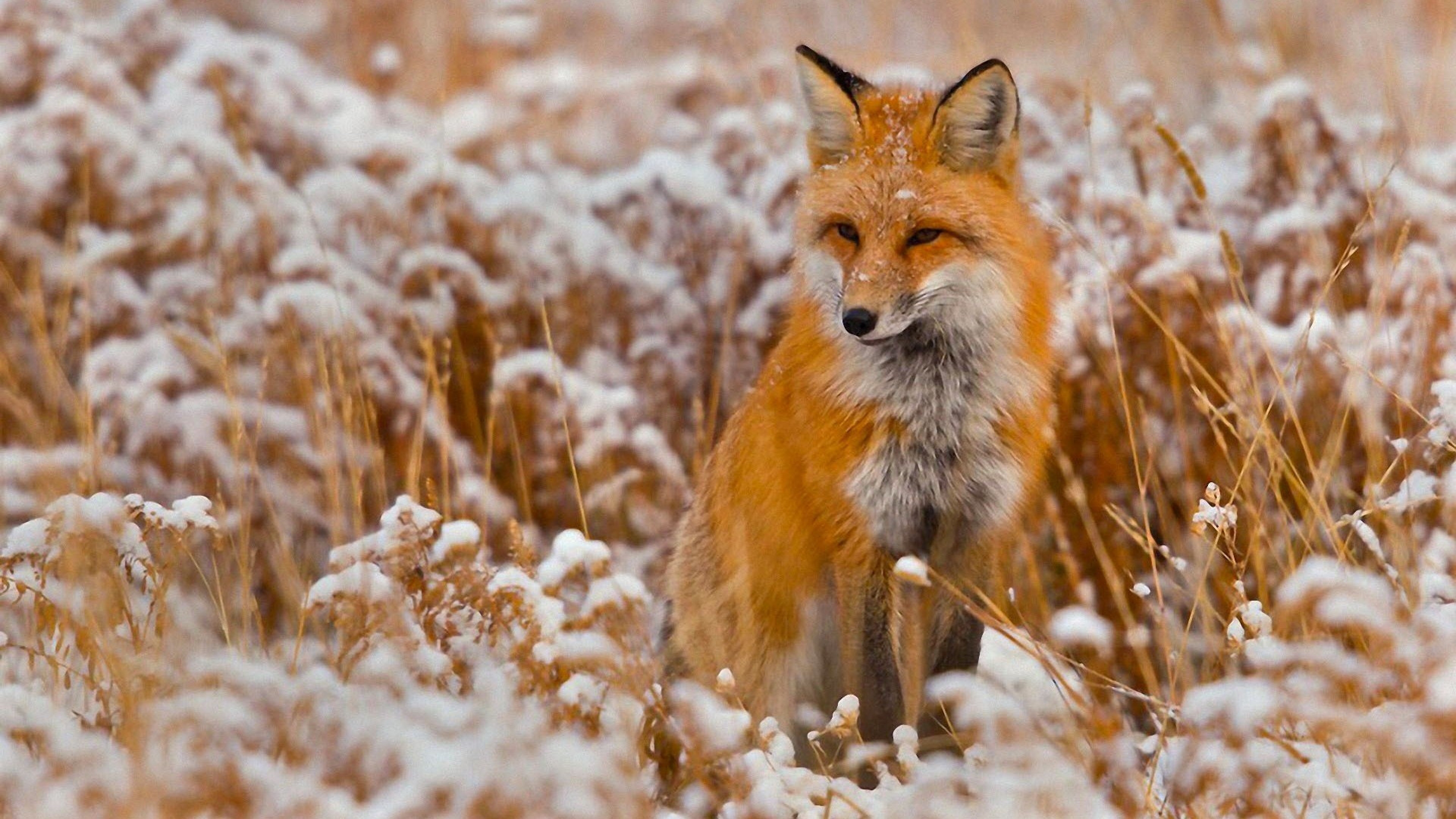 Detail Fox Wallpaper Hd Nomer 51