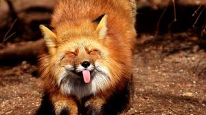 Detail Fox Wallpaper Hd Nomer 53