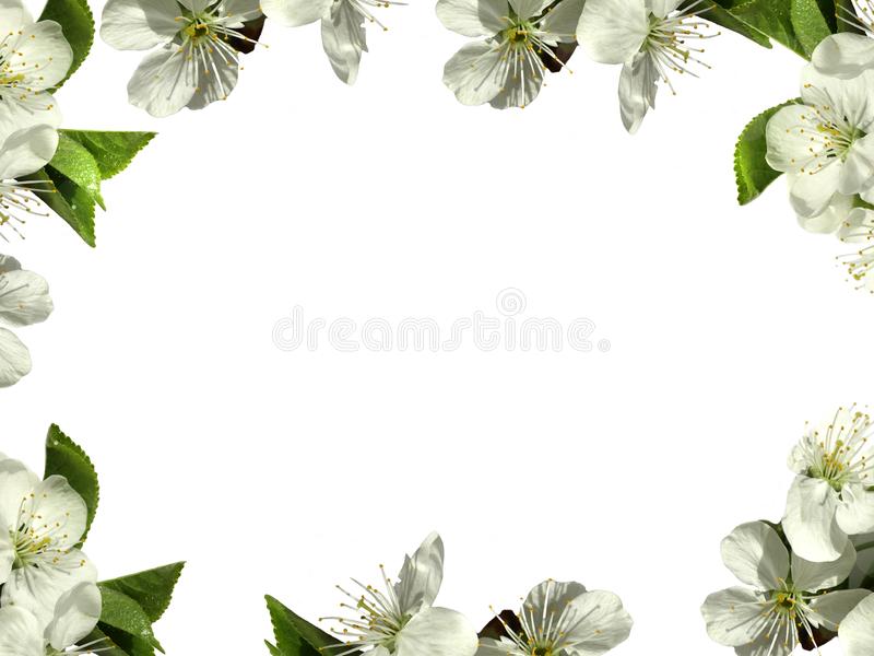 Detail Frame Background Png Nomer 34