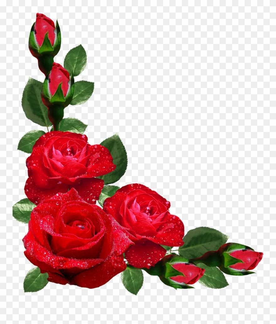 Detail Frame Bunga Mawar Merah Nomer 9