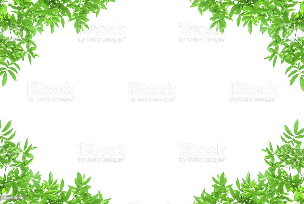 Detail Frame Daun Hijau Nomer 5
