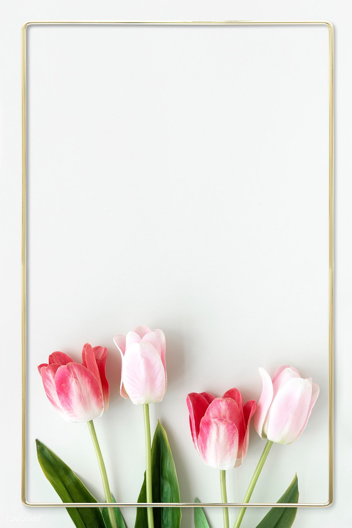 Frame Gambar Bunga Tulip - KibrisPDR