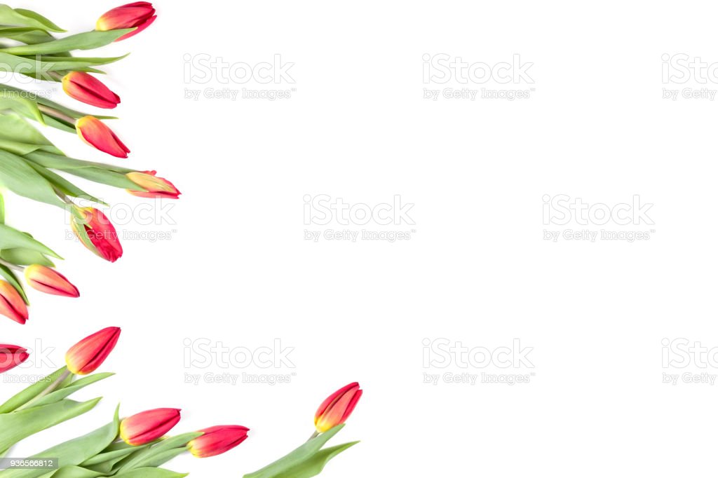 Detail Frame Gambar Bunga Tulip Nomer 3