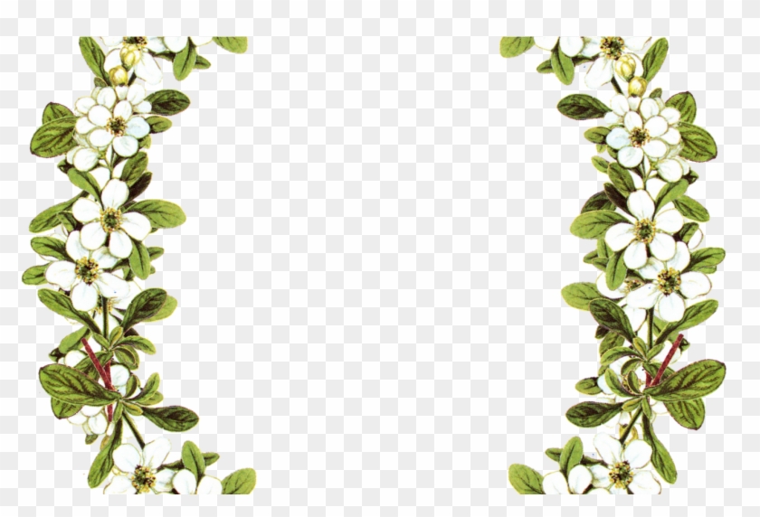 Detail Frame Png Flower Nomer 43