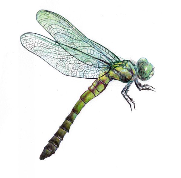 Detail Libelle Zeichnen Einfach Nomer 13