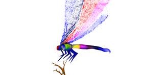 Detail Libelle Zeichnen Einfach Nomer 6
