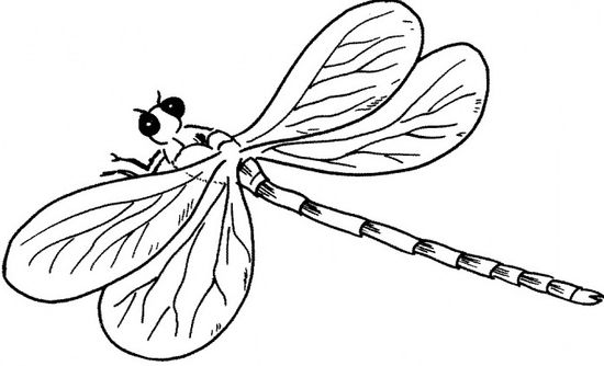 Detail Libelle Zeichnen Einfach Nomer 7