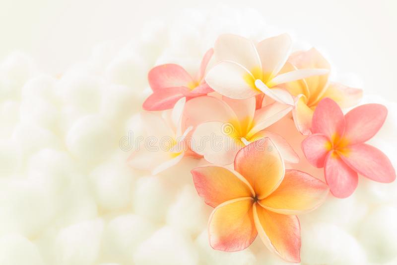 Detail Frangipani Wallpaper Nomer 14