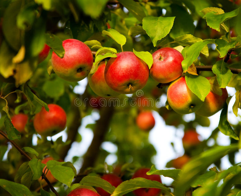 Detail Free Apple Images Nomer 55