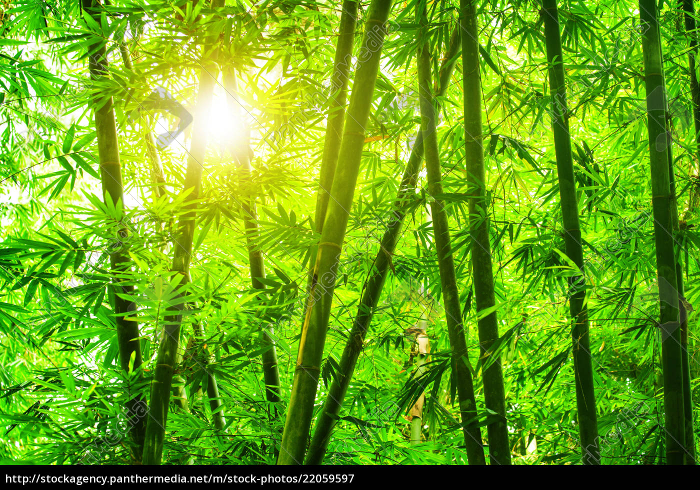 Detail Free Bamboo Images Nomer 20