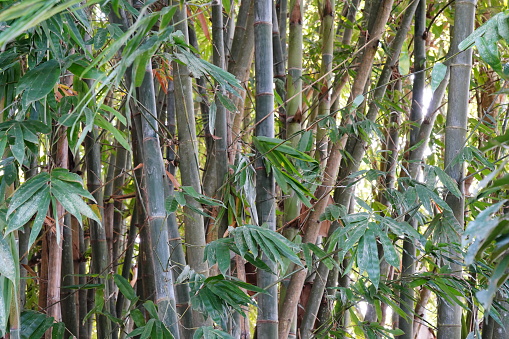 Detail Free Bamboo Images Nomer 41