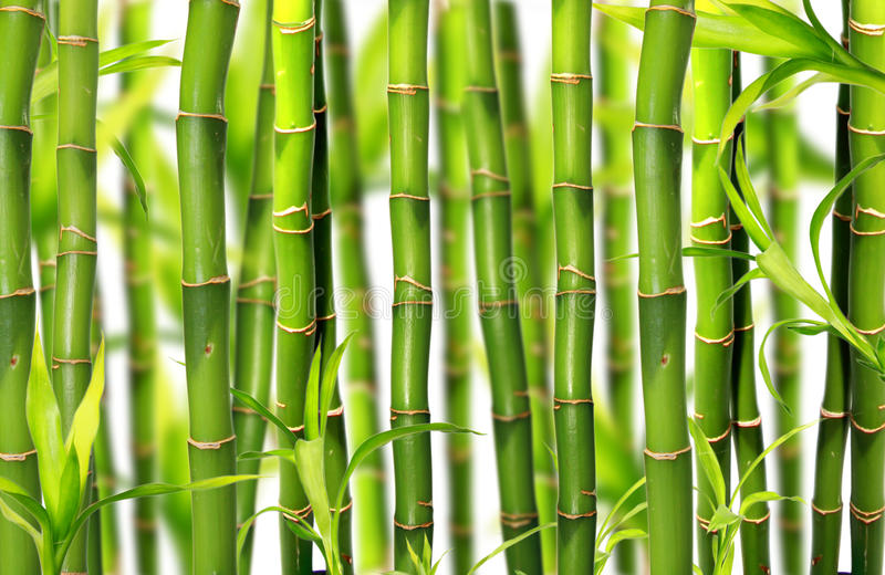 Detail Free Bamboo Images Nomer 42