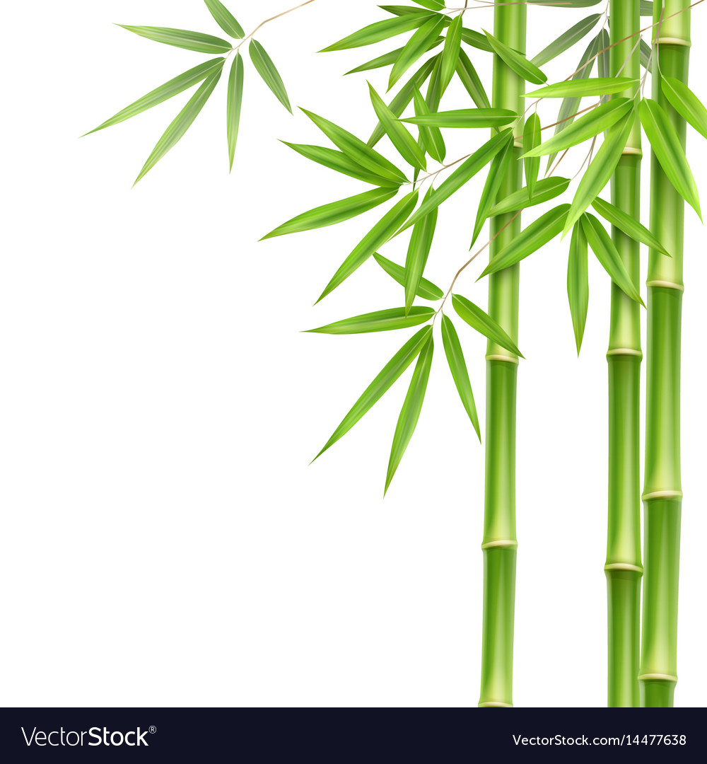 Detail Free Bamboo Images Nomer 8