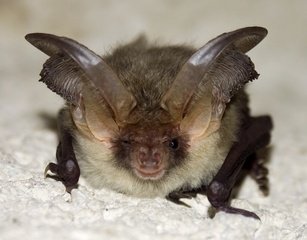 Detail Free Bat Images Nomer 19