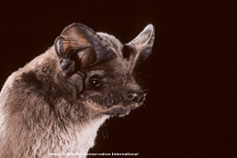 Detail Free Bat Images Nomer 24