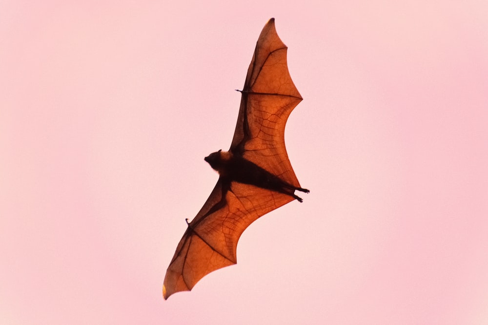 Download Free Bat Images Nomer 35