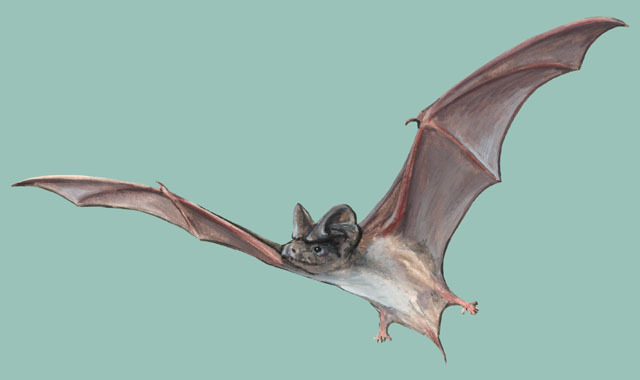 Detail Free Bat Images Nomer 6