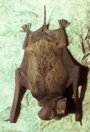 Detail Free Bat Images Nomer 42