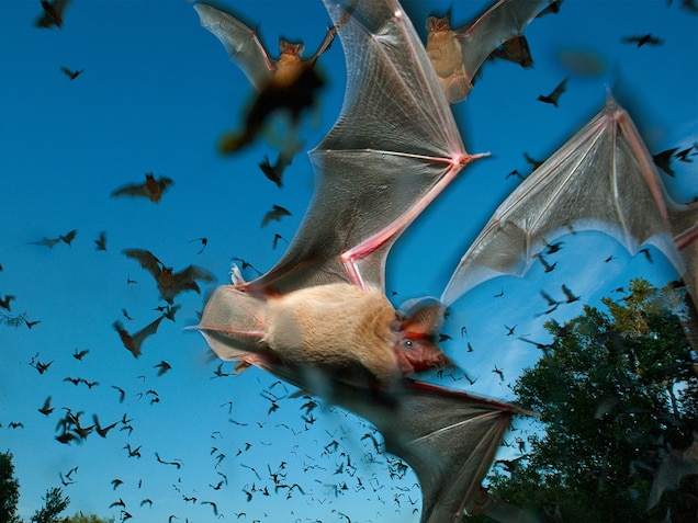 Detail Free Bat Images Nomer 44
